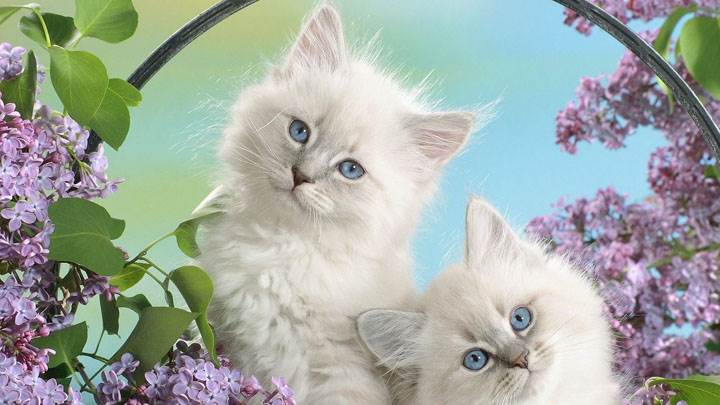Two Innocent White Catty And Blue Eyes In Garden